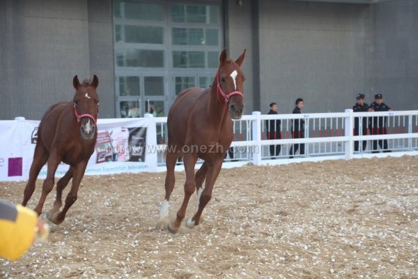 2017第十一届中国国际马业马术展览会